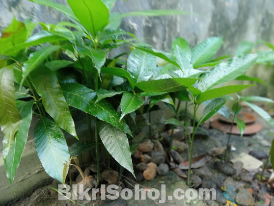 রুপালি আমের চারাগাছ